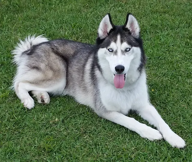 Hudson, a black-and-white husky with blue eyes, lying on green grass